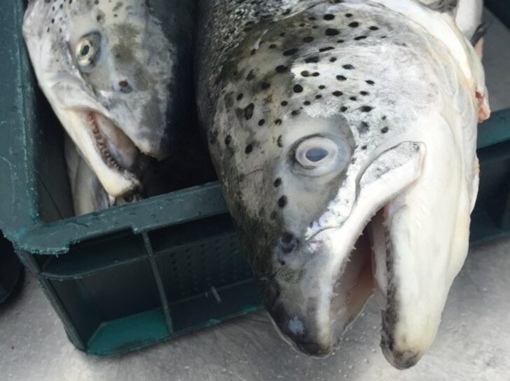 Andy Race Fish Merchant